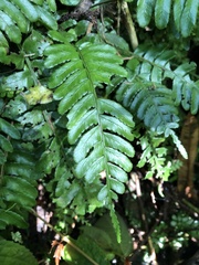 Bolbitis appendiculata