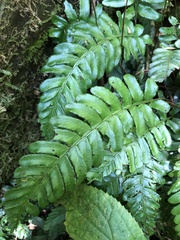 Bolbitis appendiculata