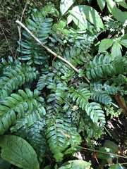 Bolbitis appendiculata