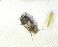 Euparius paganus