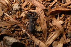 Typopeltis sinensis