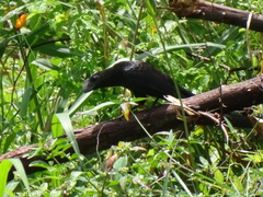 Crotophaga ani