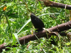 Crotophaga ani