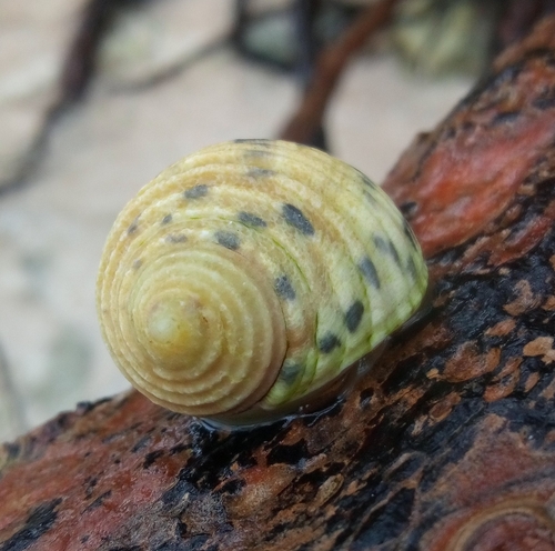 Pleated Nerite — seen at this dive site