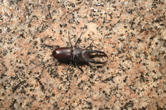 Prosopocoilus gracilis