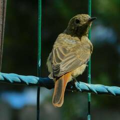 Phoenicurus phoenicurus