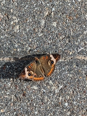 Junonia coenia