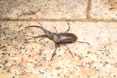 Prosopocoilus gracilis