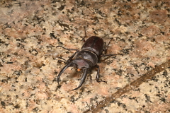 Prosopocoilus gracilis