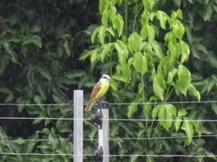 Pitangus sulphuratus