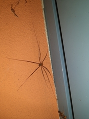 Opilio canestrinii