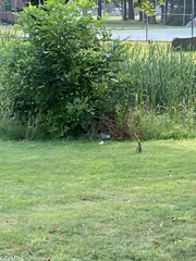 Sylvilagus floridanus