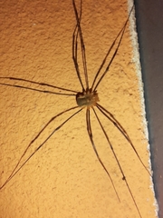 Opilio canestrinii