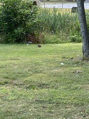 Sylvilagus floridanus