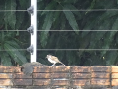 Campylorhynchus griseus