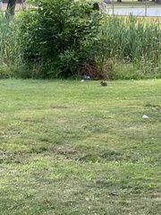 Sylvilagus floridanus