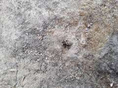Steatoda ancorata