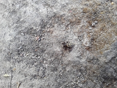 Steatoda ancorata
