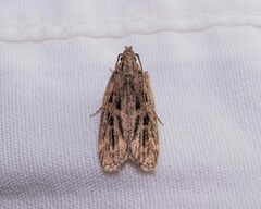 Martyringa ravicapitis