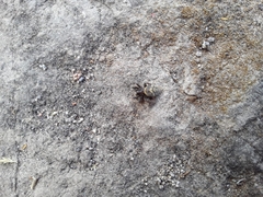 Steatoda ancorata