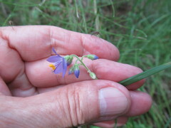 Polemonium acutiflorum