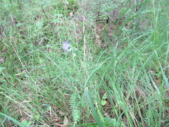 Polemonium acutiflorum