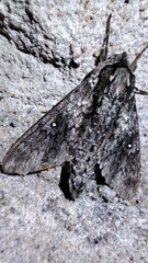 Dolbina exacta