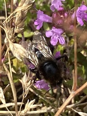 Bombus subterraneus