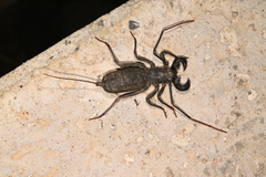 Typopeltis sinensis