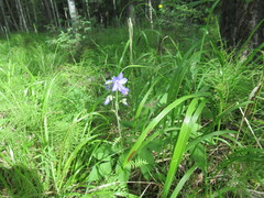 Polemonium acutiflorum
