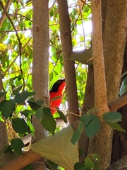 Laniarius erythrogaster