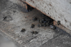 Apis mellifera unicolor