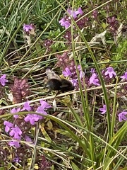 Bombus subterraneus