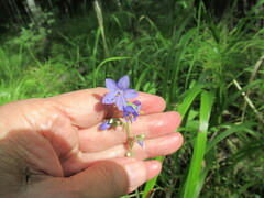Polemonium acutiflorum