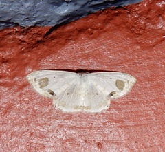 Scopula pedilata
