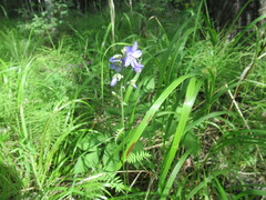 Polemonium acutiflorum