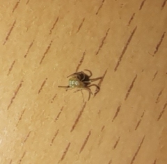 Theridiidae