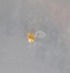 Theridiidae