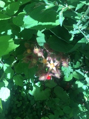 Rubus phoenicolasius