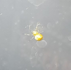 Theridiidae