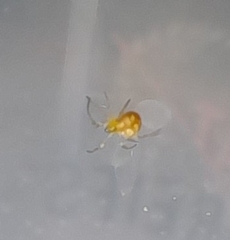 Theridiidae
