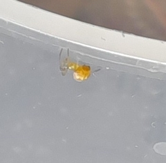 Theridiidae