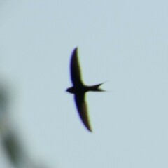 Cypsiurus gracilis gracilis