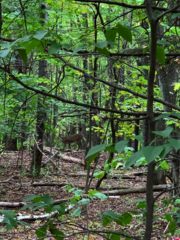 Odocoileus virginianus