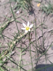 Nothoscordum bivalve