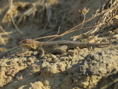 Tropidurus etheridgei