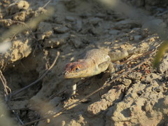 Tropidurus etheridgei