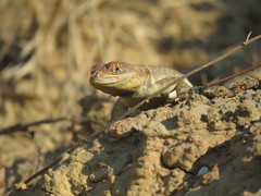 Tropidurus etheridgei