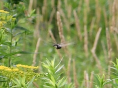 Somatochlora williamsoni