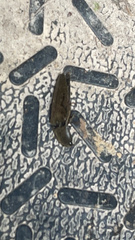 Orthostethus infuscatus